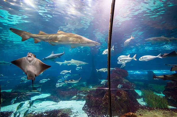 L'acquario di Barcellona Spagna L'acquario di Barcellona