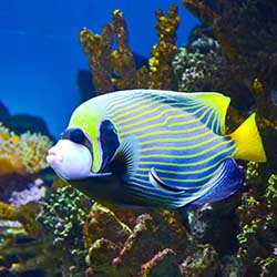 acquario barcellona aquarium Barcelona