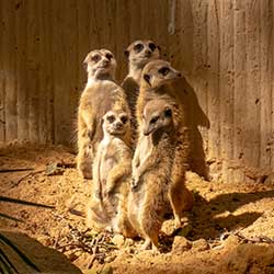 Zoo de Barcelona Zoo di Barcellona Spagna